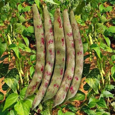Organic Rajma Chitra
